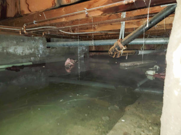 Water damage restoration mold remediation in LA